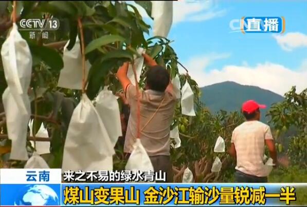 当地农民靠种植芒果发家致富