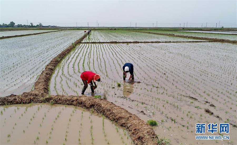 （社会）（1）冀东水稻种植区插秧工作全面展开
