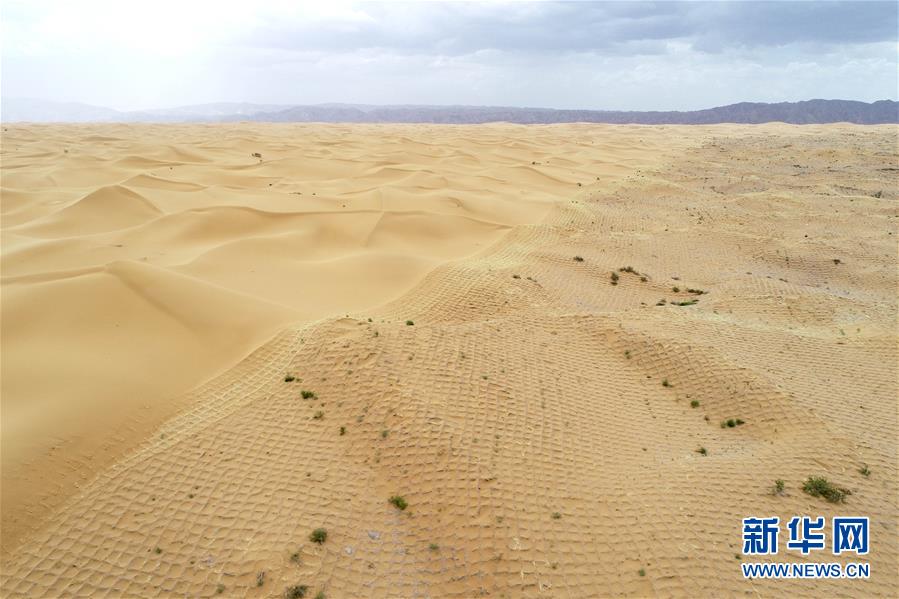 （环境）（1）宁夏中卫：草方格扎出的沙漠绿意