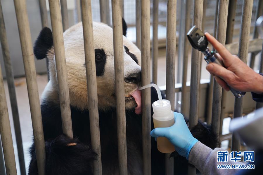 旅美大熊猫“贝贝”接受回国前最后一次体检图3