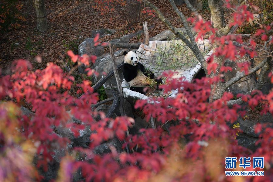旅美大熊猫“贝贝”接受回国前最后一次体检图1