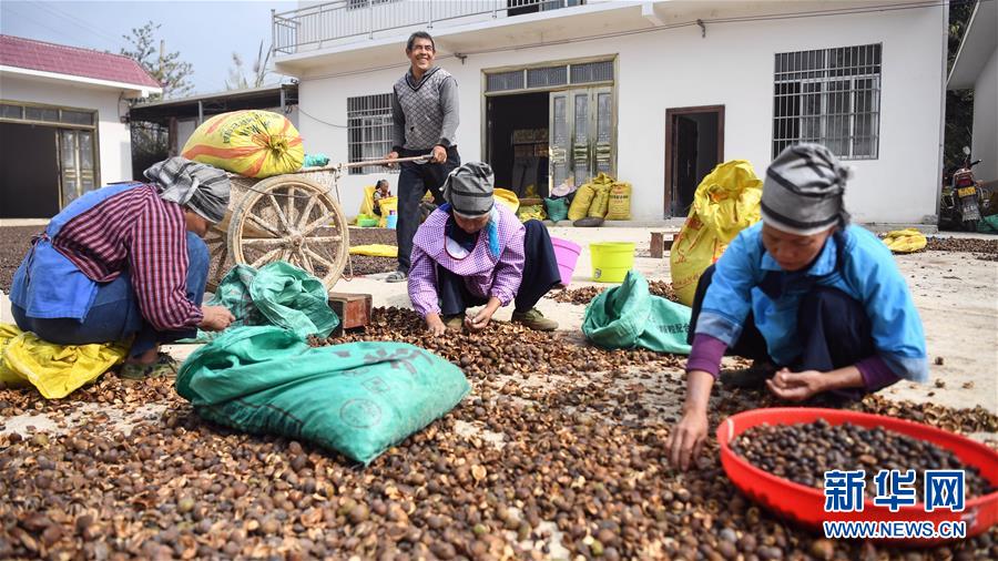 广西凌云：低产油茶革新助农脱贫