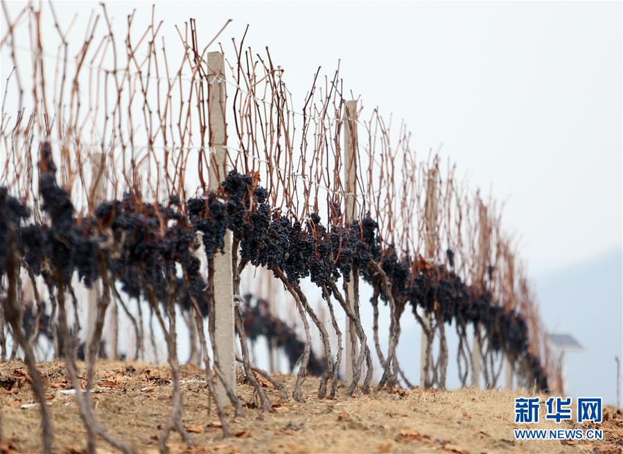 （经济）（6）2019集安鸭绿江河谷冰葡萄酒节开幕