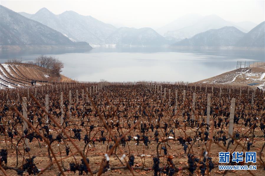（经济）（3）2019集安鸭绿江河谷冰葡萄酒节开幕