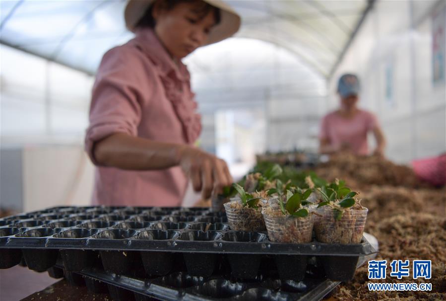 （经济）（1）海南规划2025年花卉种植总面积达50万亩