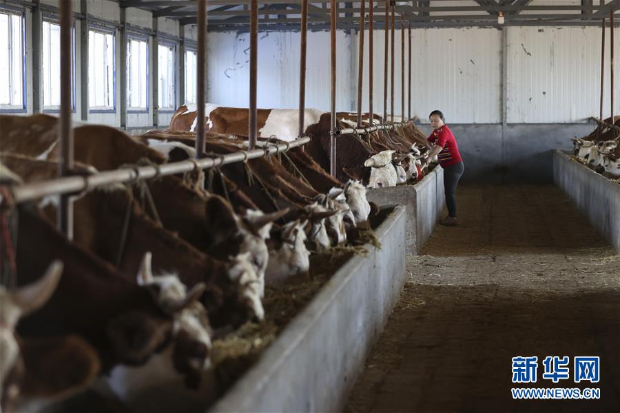 （社会）（4）黑龙江富锦：黄牛养殖项目助农脱贫增收