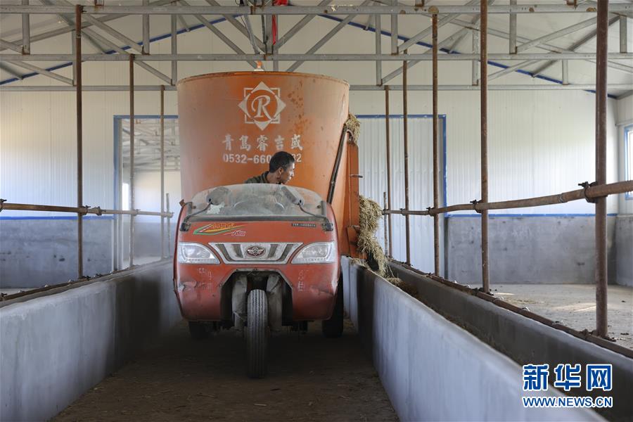 （社会）（5）黑龙江富锦：黄牛养殖项目助农脱贫增收