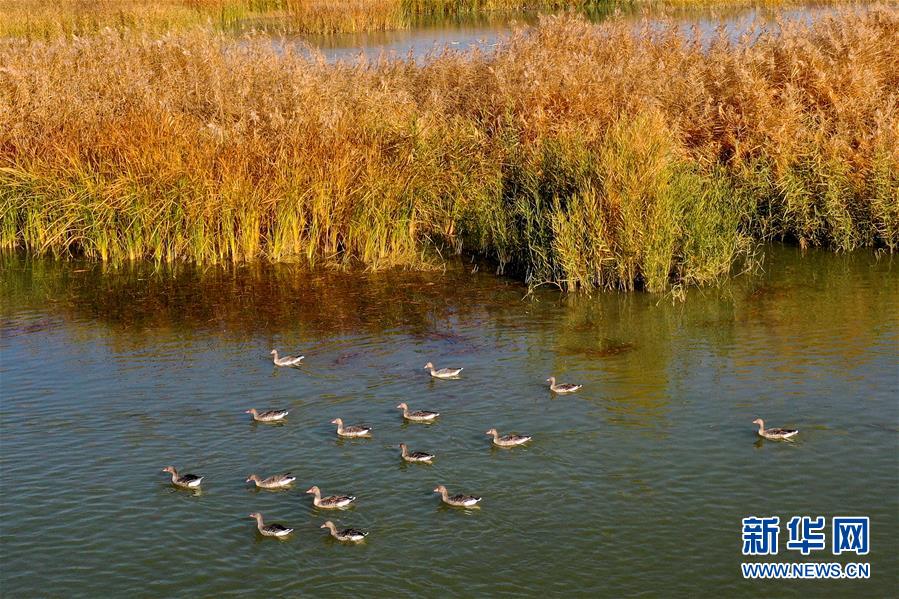 （美丽中国）（2）新疆玛纳斯：秋日湿地画卷