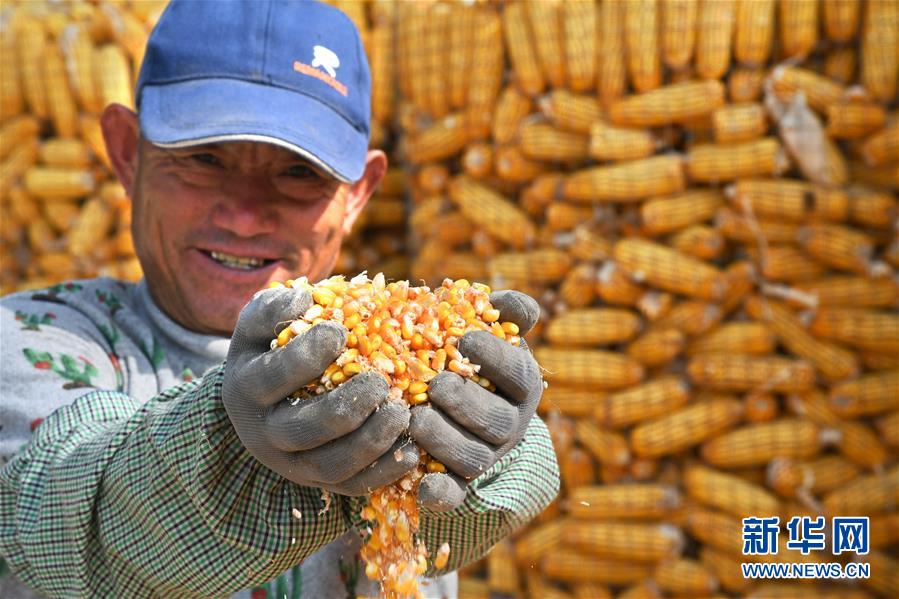 （经济）（1）山东青岛：金秋玉米喜丰收