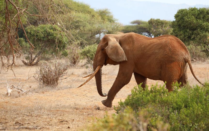 世界大象日——关注非洲象