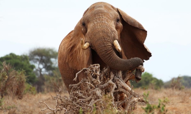世界大象日——关注非洲象(高清组图)