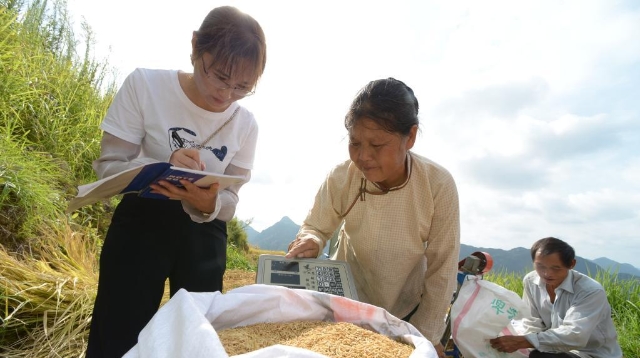貴州羅甸：沫陽萬畝水稻增產