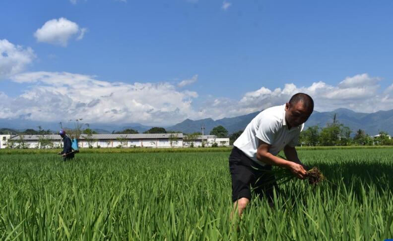 China-Dominica Rice Cooperation Helps Dominican Agricultural Development