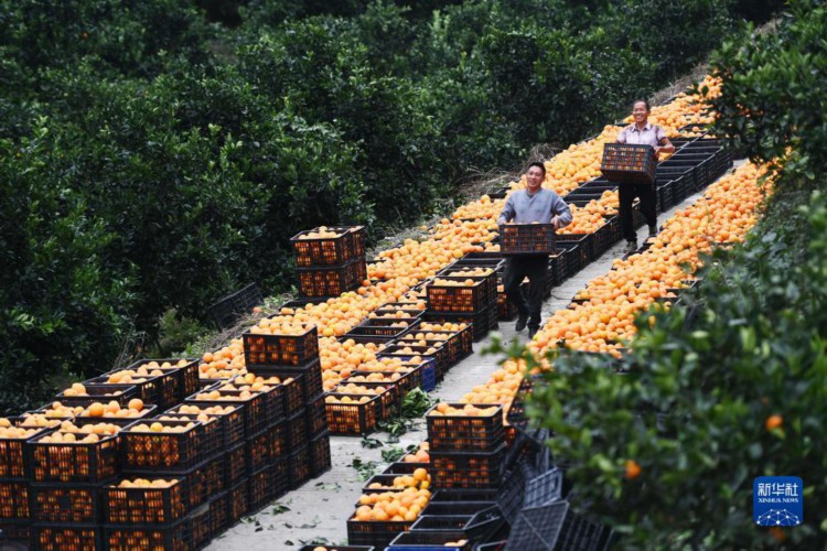 贵州罗甸：脐橙丰收