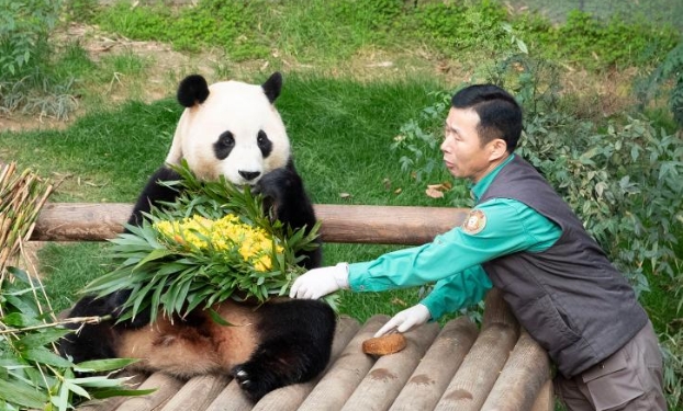 大熊猫“福宝”在韩国最后一次公开亮相（高清组图）