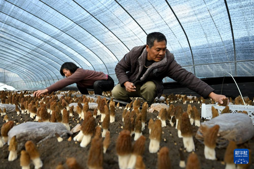 安徽五河：羊肚菌产业助振兴