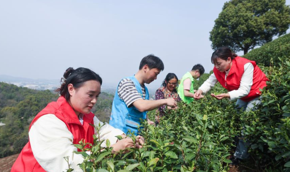 万亩白茶迎丰收 志愿者护航采茶季