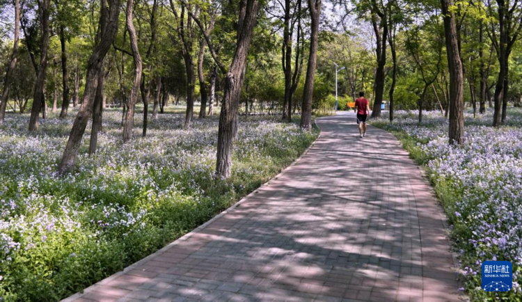 北京：打造10万平方米“乡土地被”景观