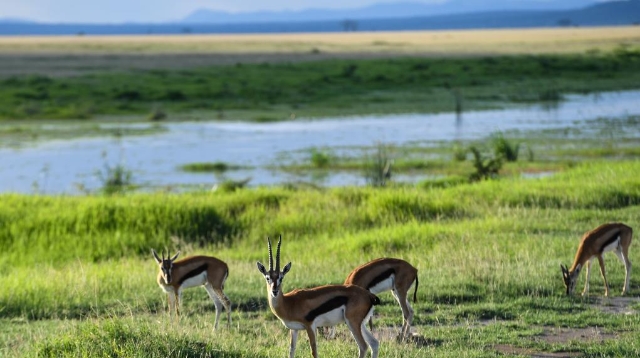 雨季下的肯尼亚安博塞利国家公园(高清组图)