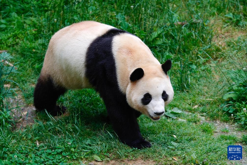  Xinhua All Media+Visitor Shenshuping Base Approaches the Home Day of Giant Panda "Fubao"