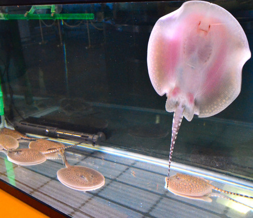 日本水族馆稀有“珍珠魟”产下8条幼鱼（图）