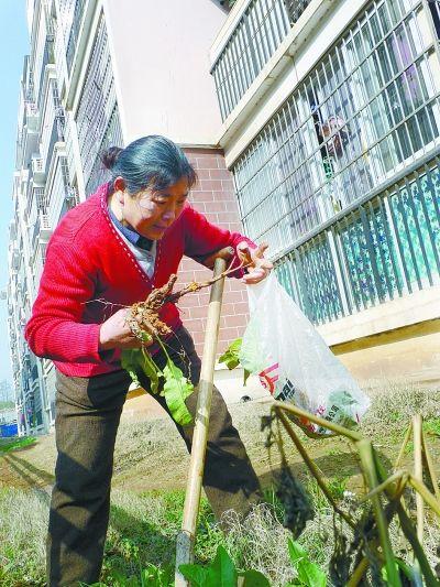 孙玉枝在挖草药。