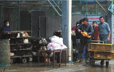 上海接触H7N9死者后发热患者未被感染 正在恢复