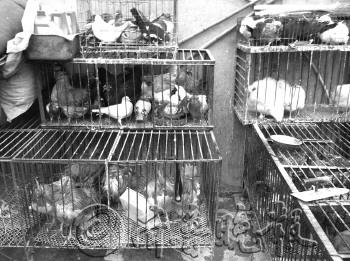 H7N9禽流感冲击济南活鸡市场每天消毒三次