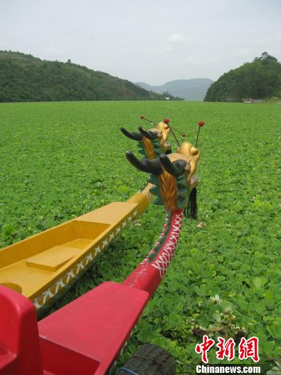 广西龙江河水生植物大面积爆发环保局:水质达标