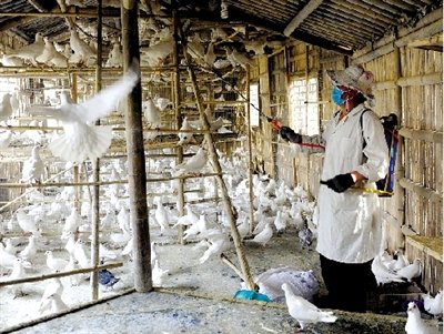 郑州禁止在市区养家禽及食用鸽 停止活禽交易