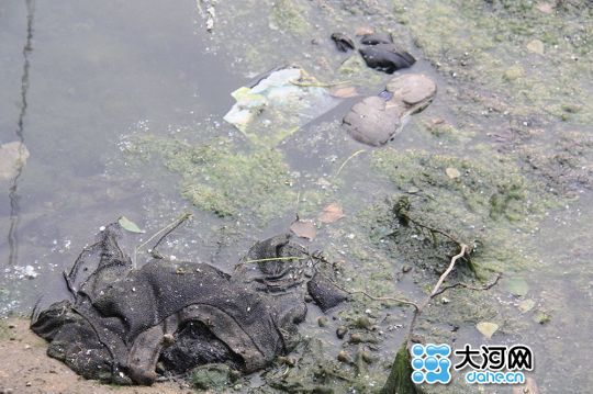 二道河水面上漂浮的垃圾