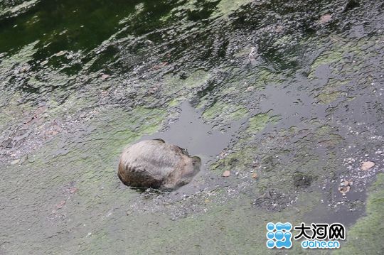 河面上漂着一头死猪