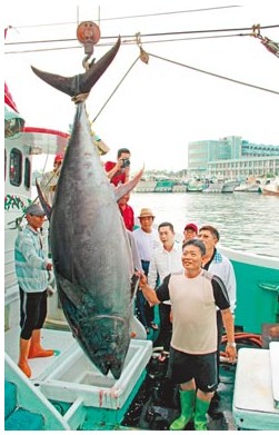 受菲射杀台渔民案影响台东港“第一鲔”拍卖叫停