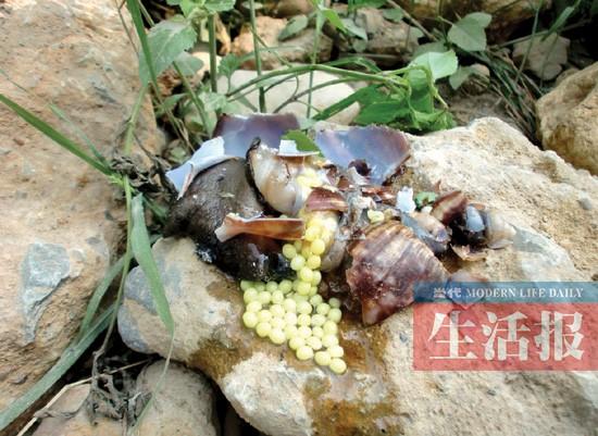 非洲巨型蜗牛入侵南宁追踪:南宁急研防牛策