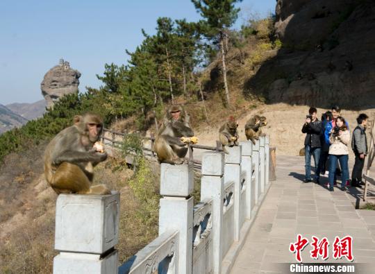 河北承德野生猕猴群下山觅食成景区亮点（图）