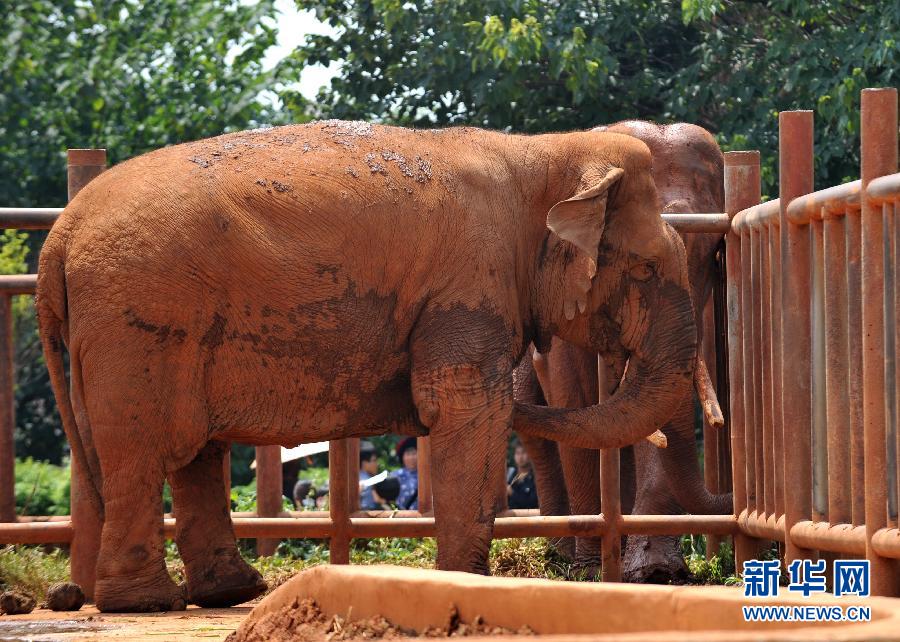 （新华网）昆明一动物园饲养员在象舍内死亡 疑遭大象攻击 