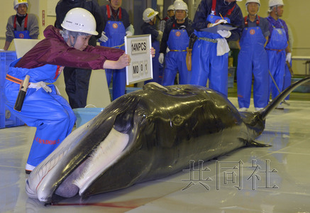 日捕鲸船捕获一小须鲸称将解剖以了解鲸鱼生态