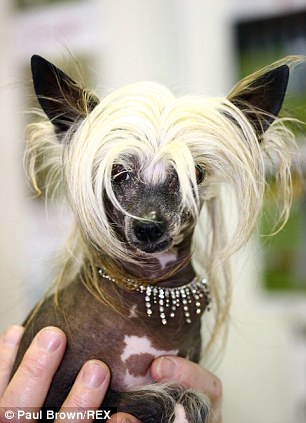 这位主人给他的宠物狗戴上了颇具风格的假发。