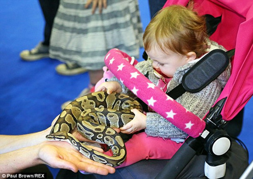 这位小朋友显然一点都不害怕这条蟒蛇。