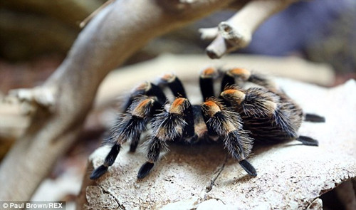 这只蜘蛛的“毛茸茸”跟通常的宠物可不太一样。