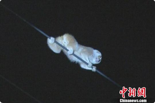 珍稀蜂猴闯入浙江金华闹市区遭围观