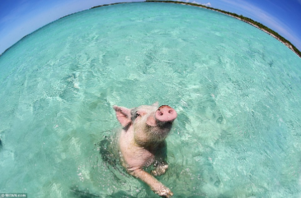 巴哈马群岛陪游小猪爆红 将成纪录片主角