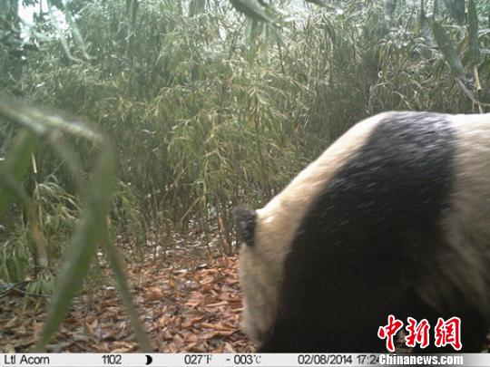四川屏山县老君山再次拍到野生大熊猫