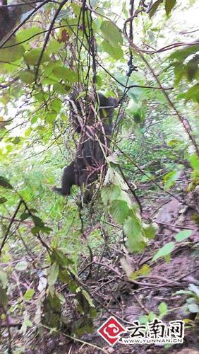黑熊幼崽被困获2只大熊守护 40小时后获救(图)