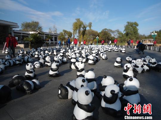 千只仿真熊猫亮相哈尔滨太阳岛庆国庆（图）