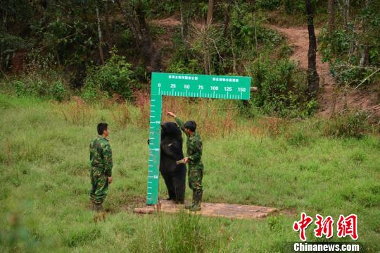 云南对国家重点保护野生动物进行本底调查