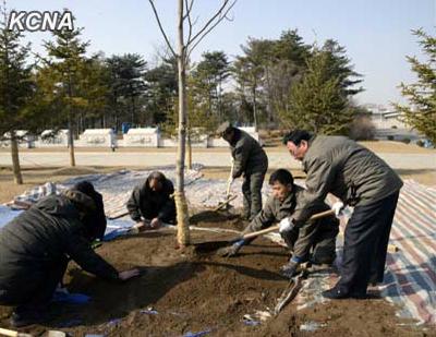 朝鲜植树节进行园林绿化工作共种植480万棵树