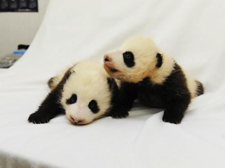 喜迎女儿节日本和歌山双胞胎熊猫宝宝亮相（图）