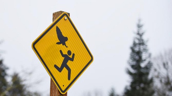 美国一公园猫头鹰频攻击民众警示牌意外走红（图）