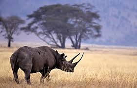 男子射杀黑犀牛获准进口美国当局称有助保育